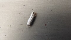 Sagephora phortegella