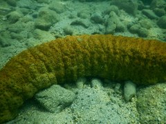 Stichopus herrmanni
