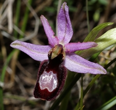 Ophrys bertolonii