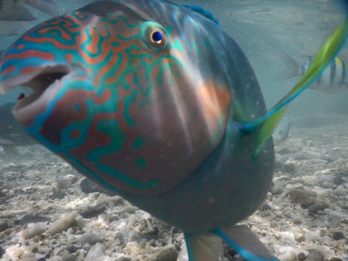 Rivulated Parrotfish