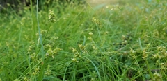 Carex muehlenbergii