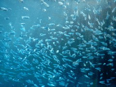Atheriniformes