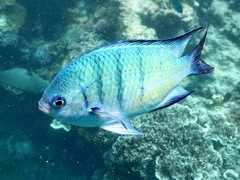 Abudefduf whitleyi