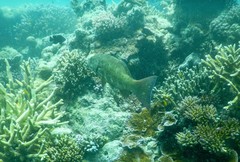 Epinephelus coeruleopunctatus
