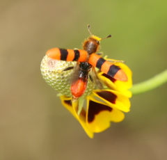 Trichodes bibalteatus