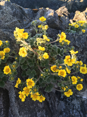 Potentilla villosa