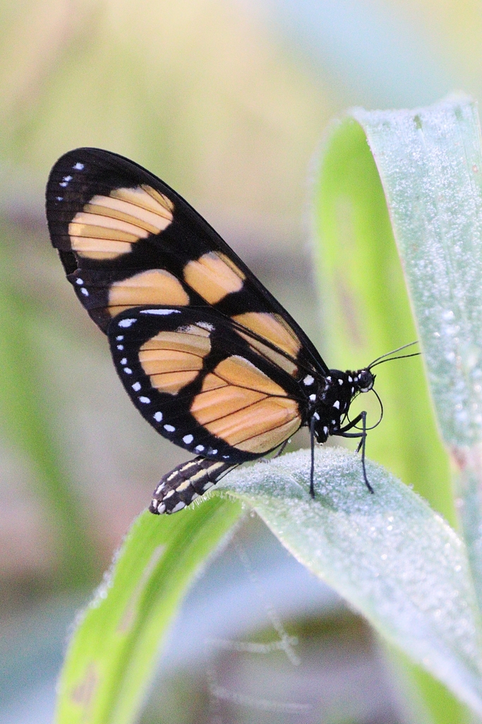 Melantho Tigerwing from Jardim Lermitage, Juiz de Fora - MG, Brasil on ...