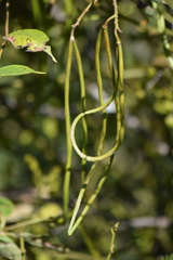 Mandevilla