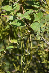 Mandevilla