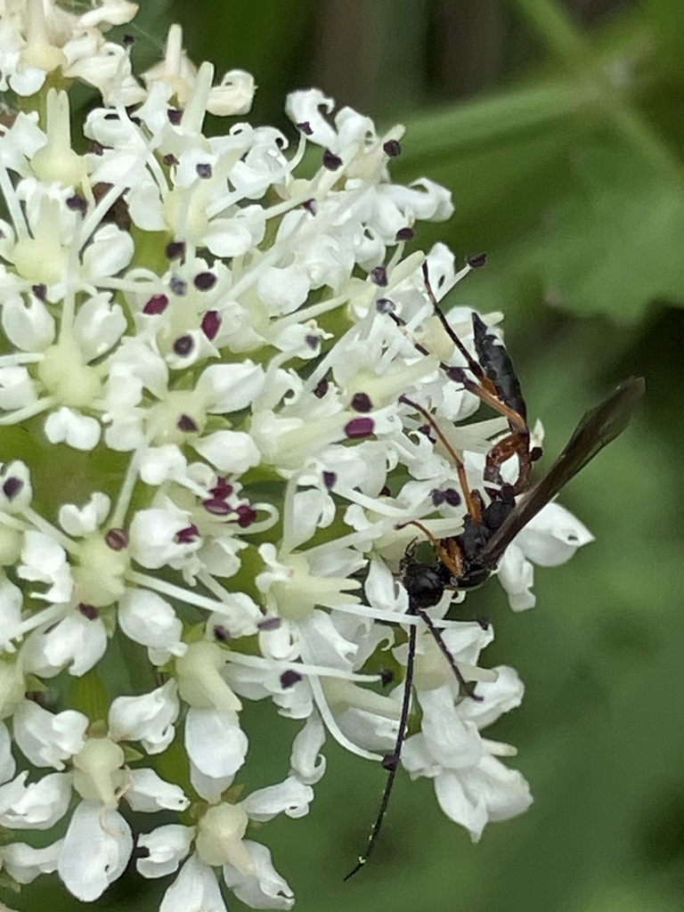 Thrybius praedator