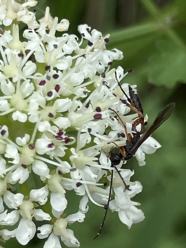 Thrybius praedator