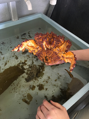 Echidnocerus cibarius