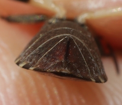 Dicranocephalus agilis