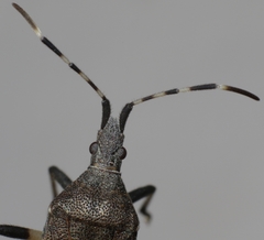 Dicranocephalus agilis