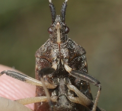 Dicranocephalus agilis