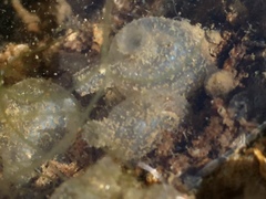 Molgula manhattensis