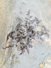Odonthalia floccosa