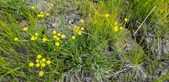 Lomatium triternatum