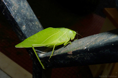 Microcentrum marginatum