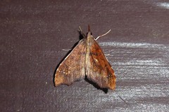 Deana hybreasalis