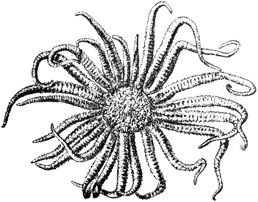 Fragile Sticky Ray Star