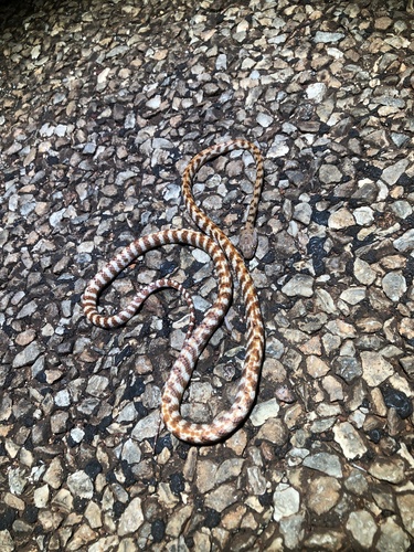 Brown Tree Snake sighting