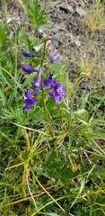 Delphinium nuttallii
