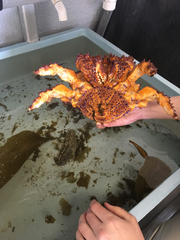 Echidnocerus cibarius