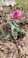 Trifolium macrocephalum