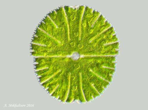 Micrasterias thomasiana var. notata
