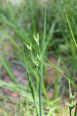 Juncus dudleyi