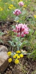 Trifolium macrocephalum