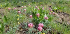 Trifolium macrocephalum