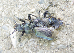 Calosoma inquisitor