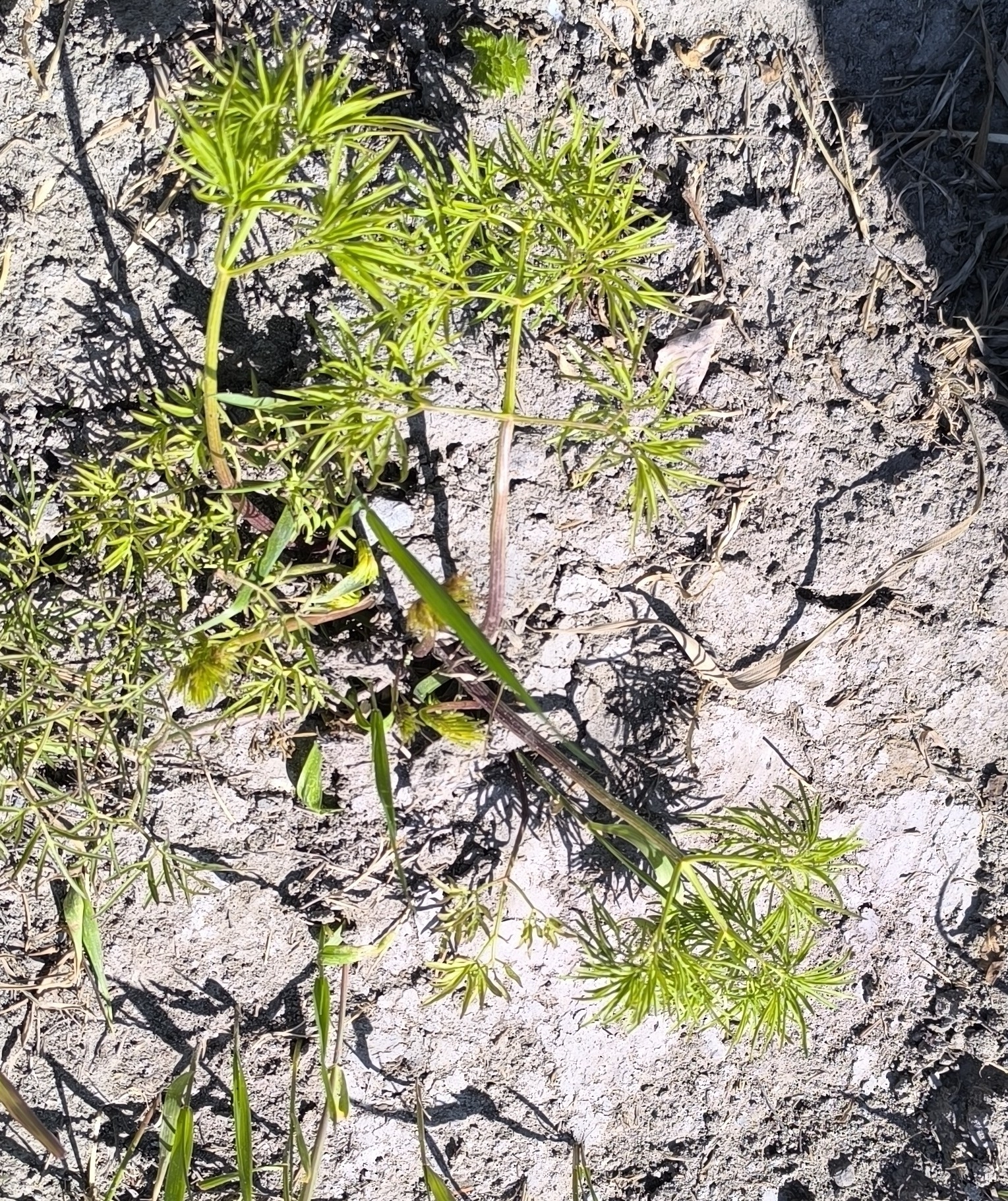 Imagem de Cenolophium fischeri não possui um nome popular amplamente reconhecido no Brasil