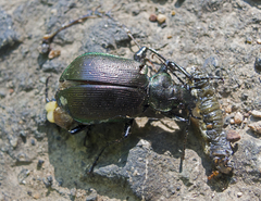 Calosoma inquisitor