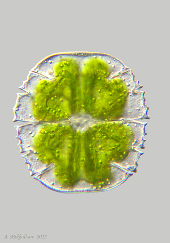 Micrasterias truncata