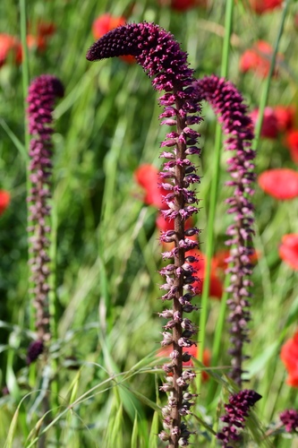 Image of Lysimachia atropurpurea by (c) milan kořínek, some rights reserved (CC BY)