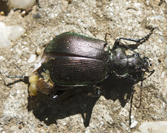 Calosoma inquisitor