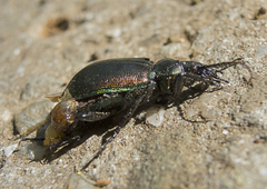 Calosoma inquisitor