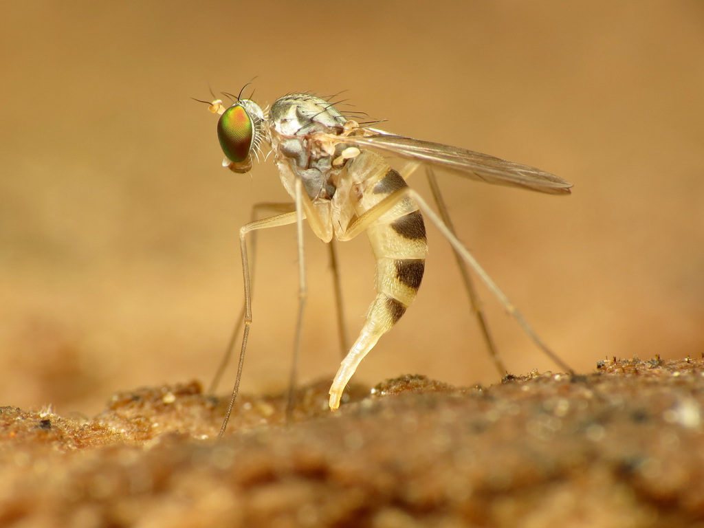 Neurigona arcuata