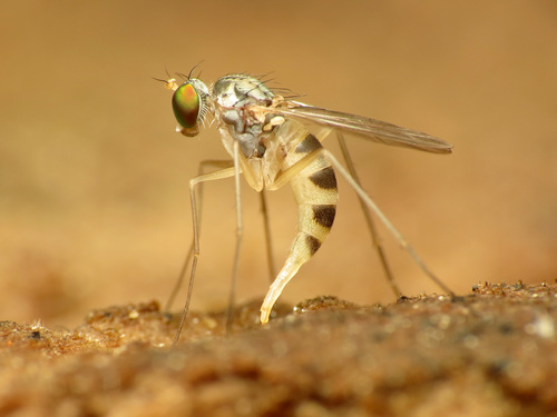 Neurigona arcuata
