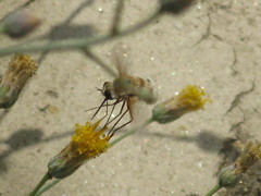 Bombyliidae