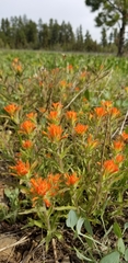 Castilleja applegatei