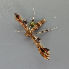Geina periscelidactylus