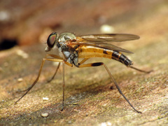 Rhagio