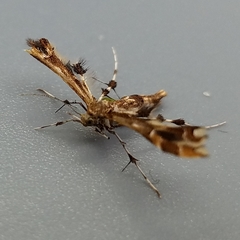 Geina periscelidactylus