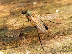 Rhagio