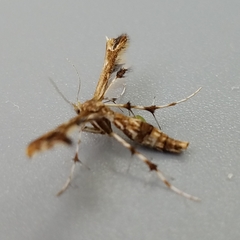 Geina periscelidactylus