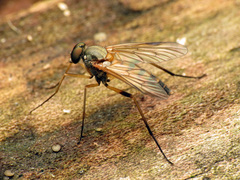 Rhagio